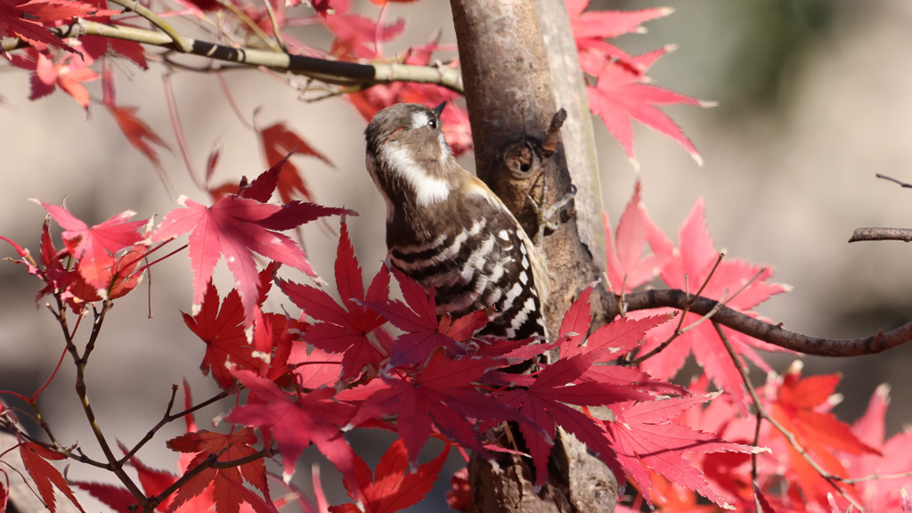 真っ赤な紅葉の中のコゲラ