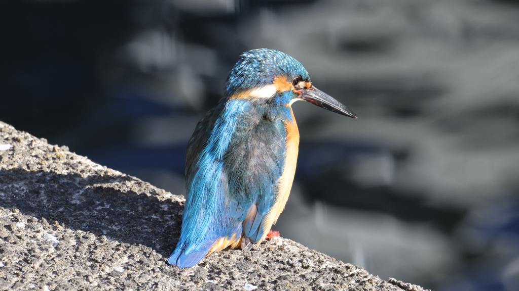 背中に哀愁を感じるカワセミ君