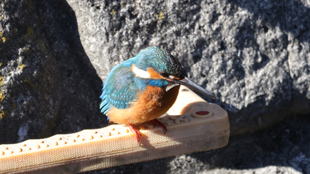 太陽をいっぱいに浴びているカワセミ君