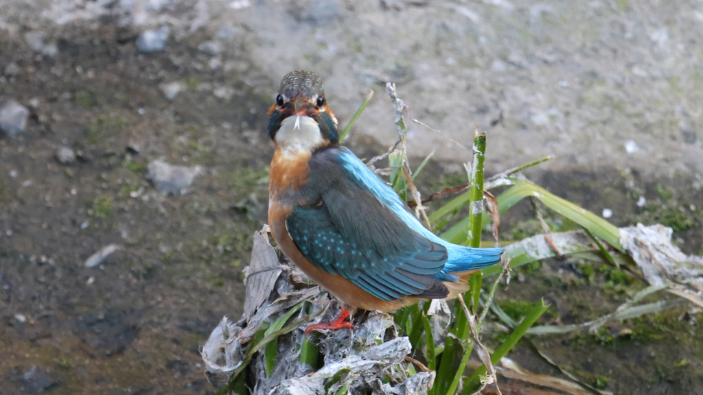 なんだよぉ」とこちらを見ているカワセミちゃん