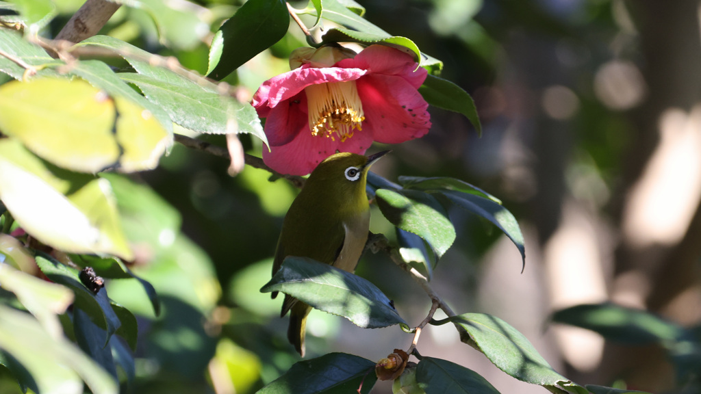 椿の花の蜜を吸おうとしているメジロ①