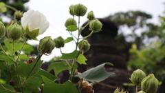 白い花と石灯籠