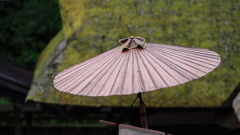 和傘と苔の生えたからぶき屋根