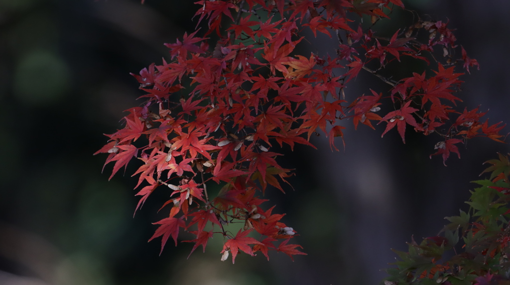 真っ赤な紅葉の葉っぱ