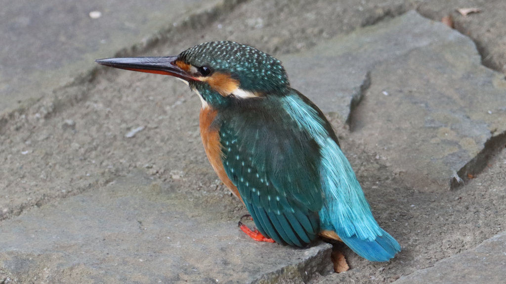 雄のカワセミの後ろに