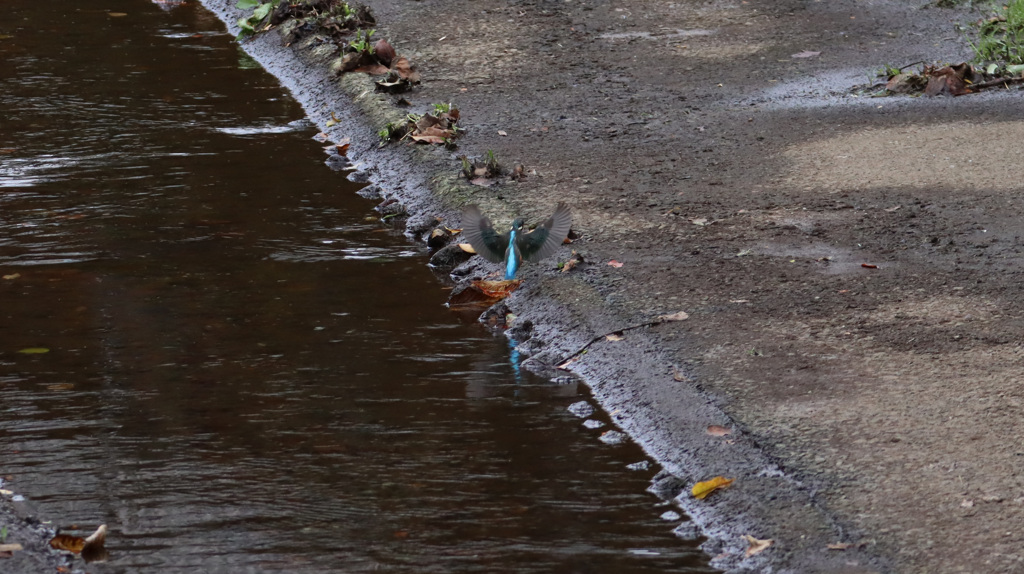 着陸する瞬間のカワセミ