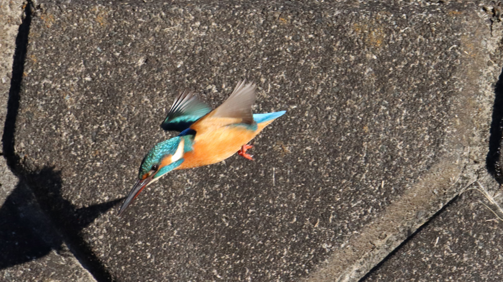 ダイブするカワセミ君①