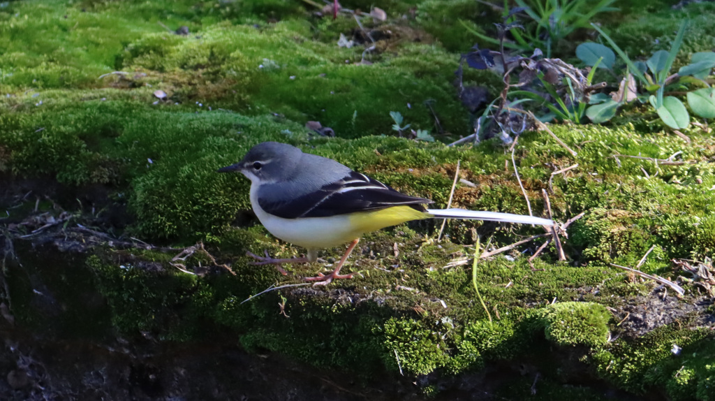 苔の上を散歩するキセキレイ