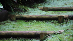 苔の階段