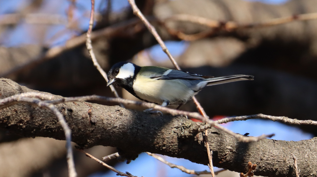 何かを探しているシジュウカラ