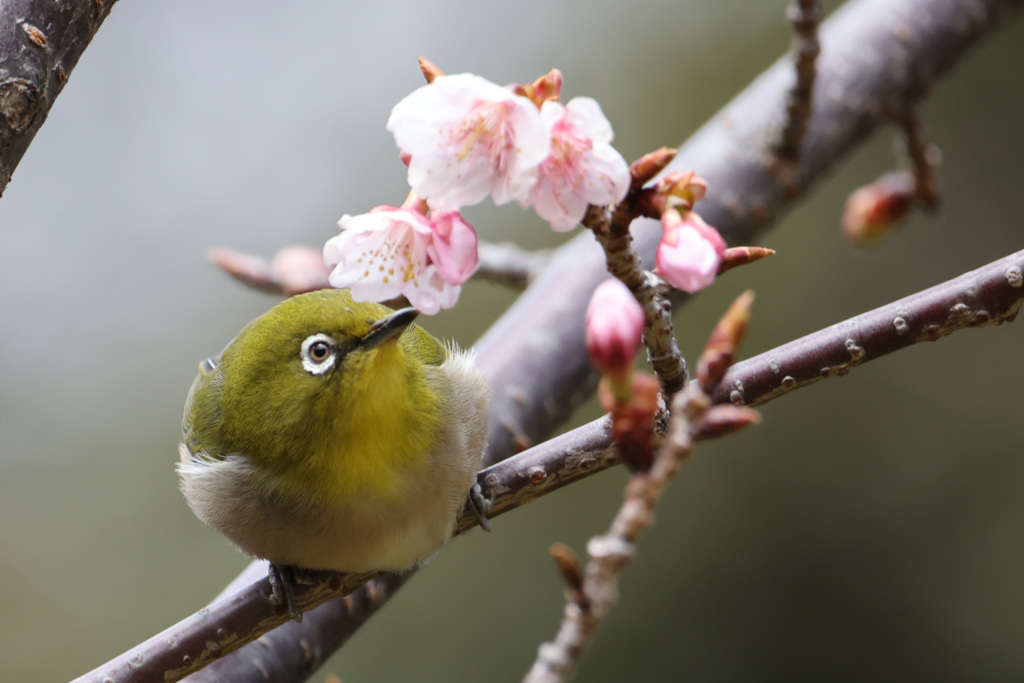 美味しそうに梅の蜜を食べるメジロ