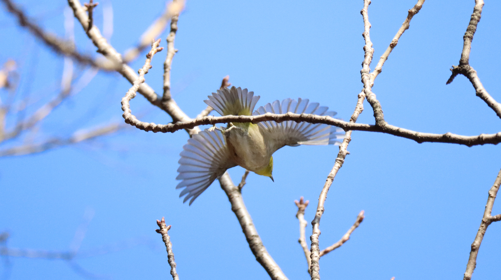 メジロの飛び立ち