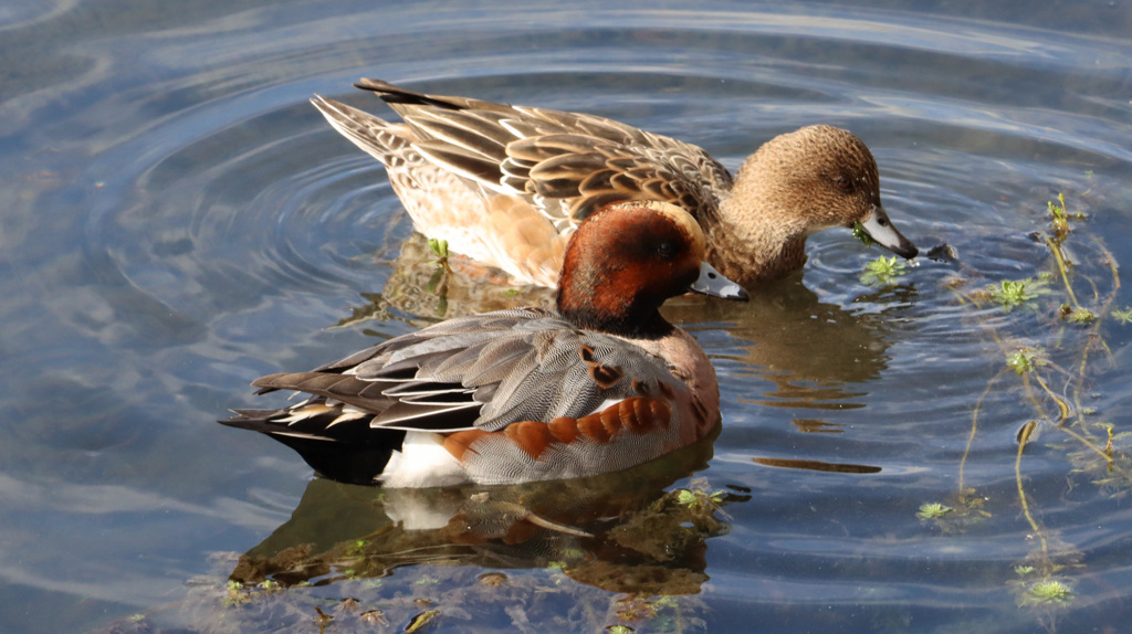 仲良く泳ぐ雄雌のヒドリガモ