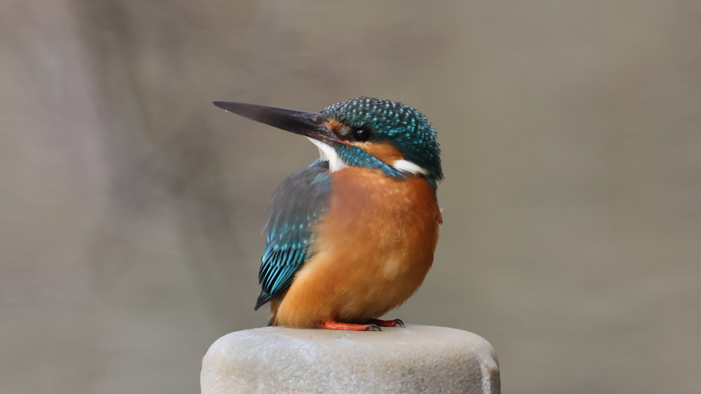 何かを気にしているカワセミ君