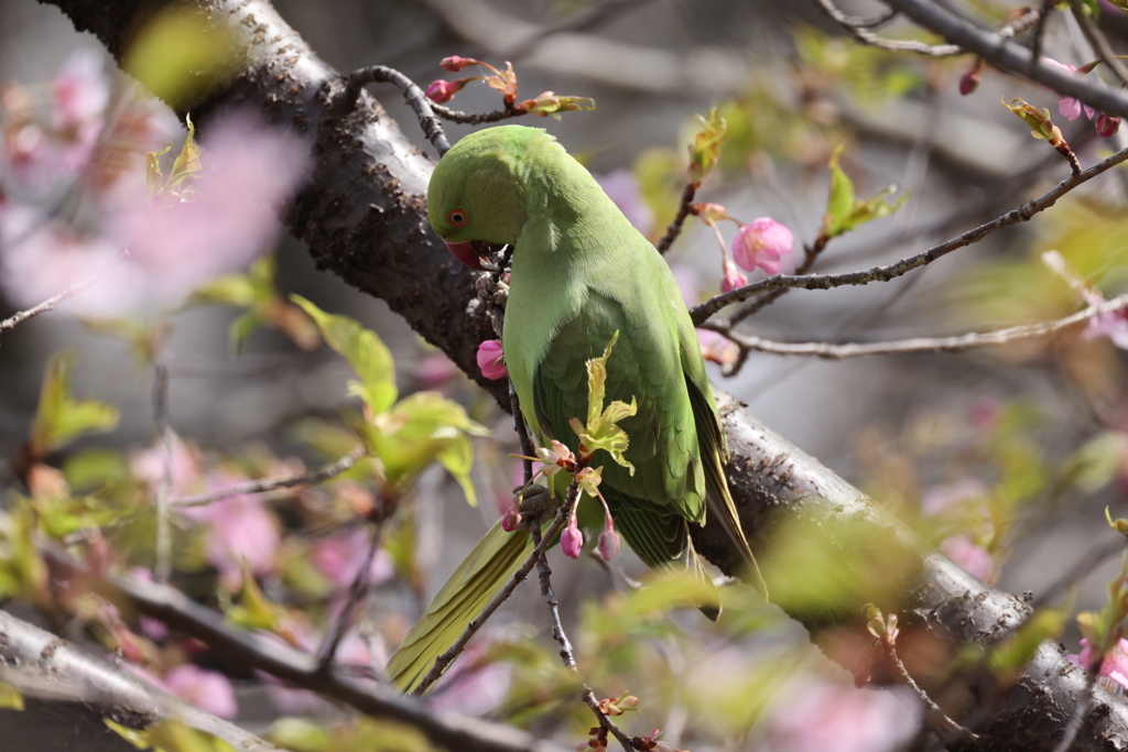 桜の中のホンセイインコ②
