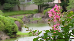 百日紅の花②