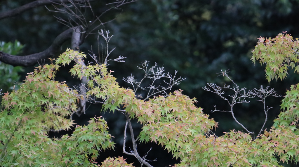 紅葉とトンボ