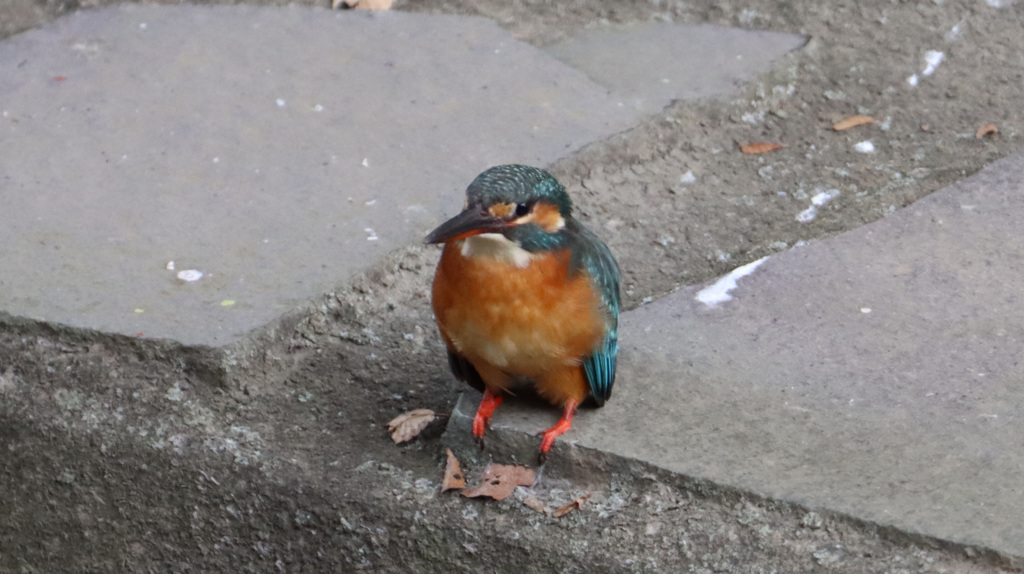 じっとしている雌のカワセミ