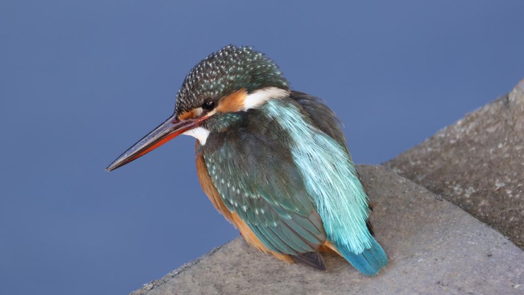 川の中の餌を探しているカワセミちゃん①