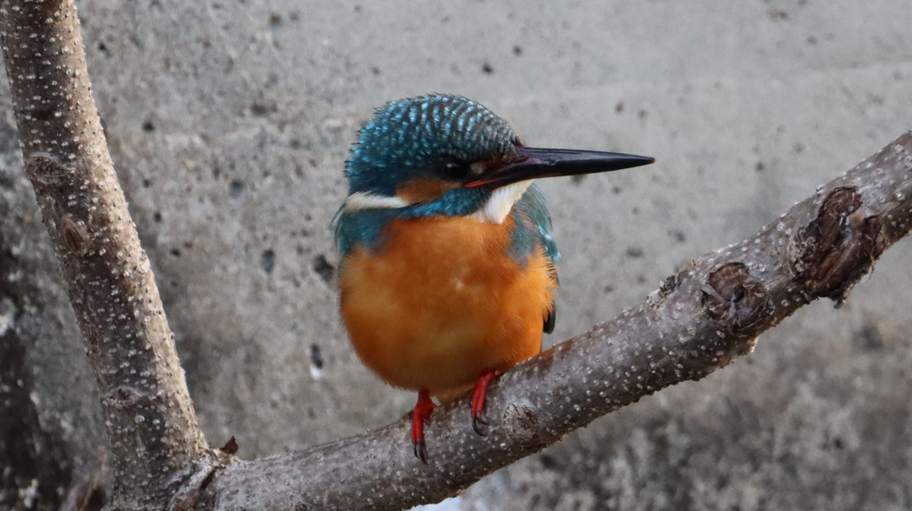 ちょっと休憩中のカワセミ君