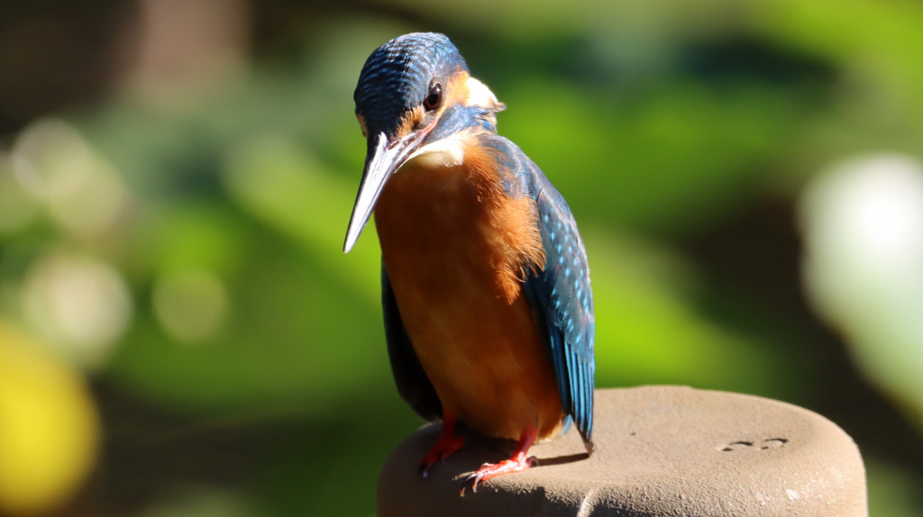 背筋を伸ばして狙いをつけるカワセミ君