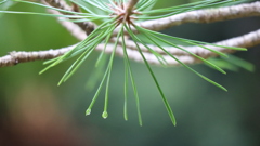雨の雫