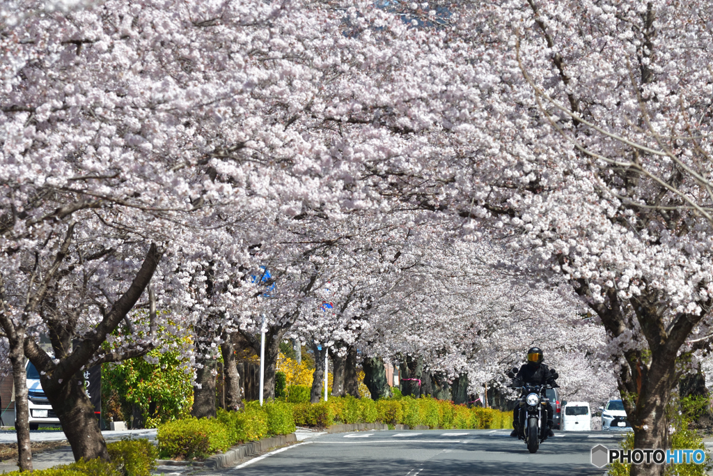北桜通り