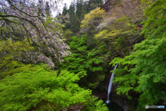 秩父華厳の滝と桜