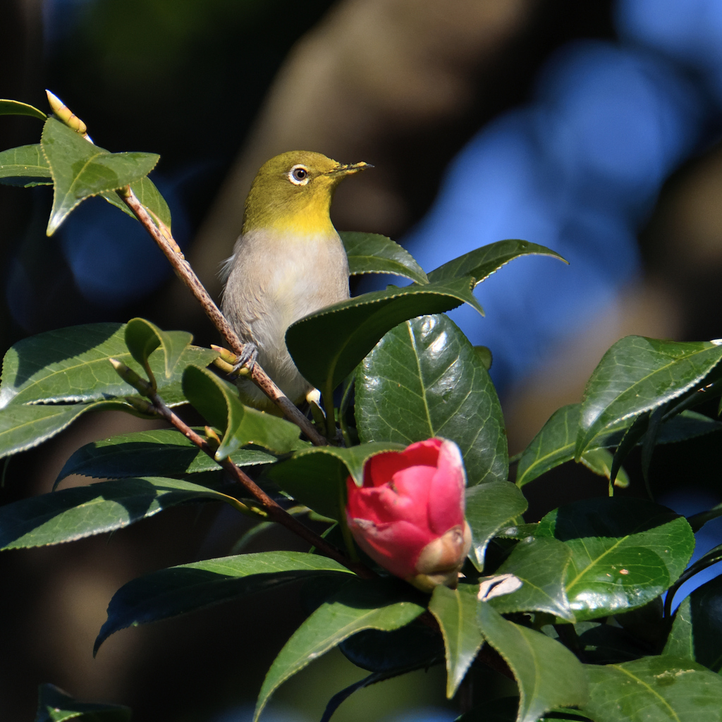 DSC_0740_184