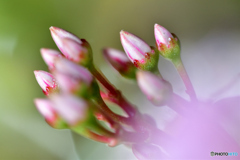 金のなる木　蕾