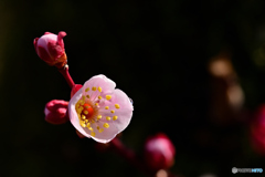 梅の花