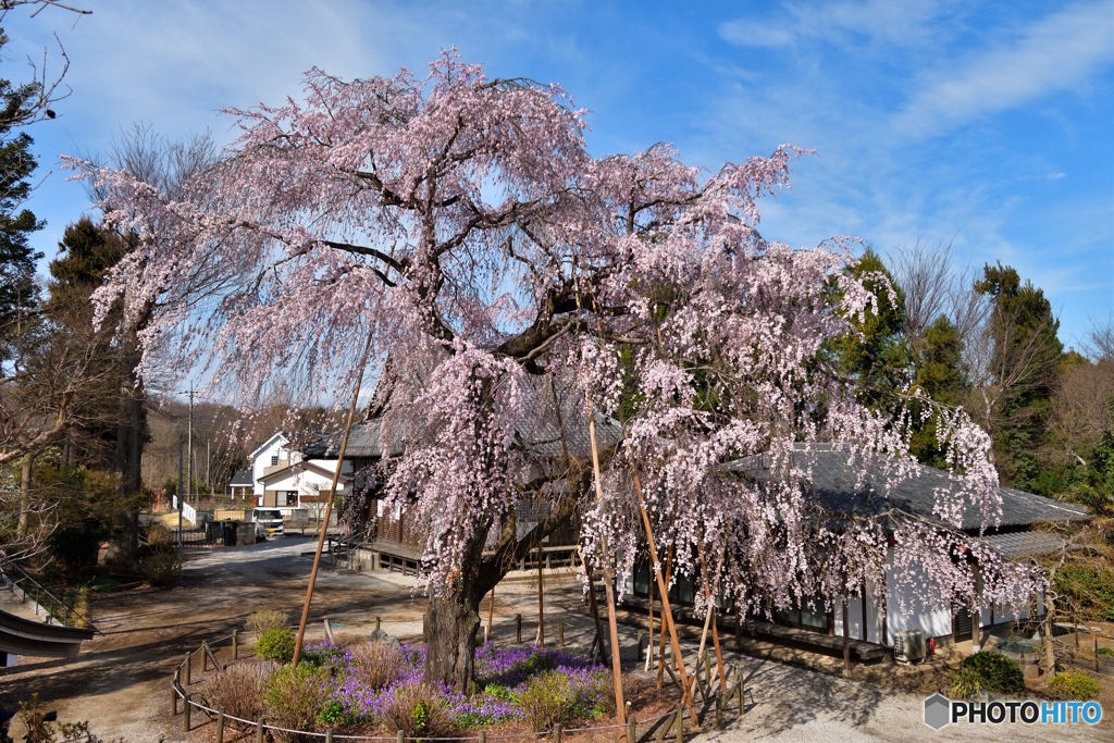 常楽院 薬王寺のしだれ桜