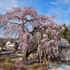 常楽院 薬王寺のしだれ桜