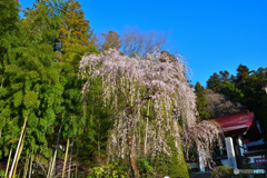 寳登山神社のしだれ桜