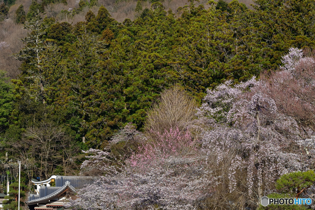 寳登山神社　桜