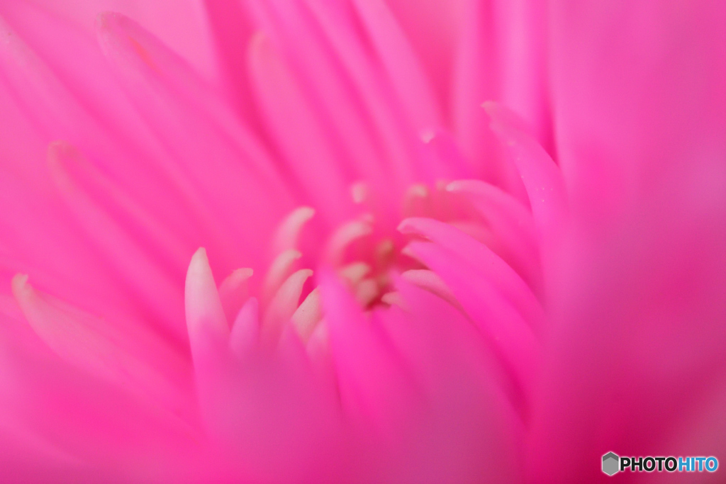 彼岸の菊