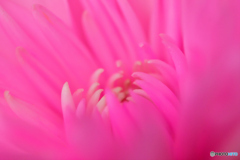 彼岸の菊