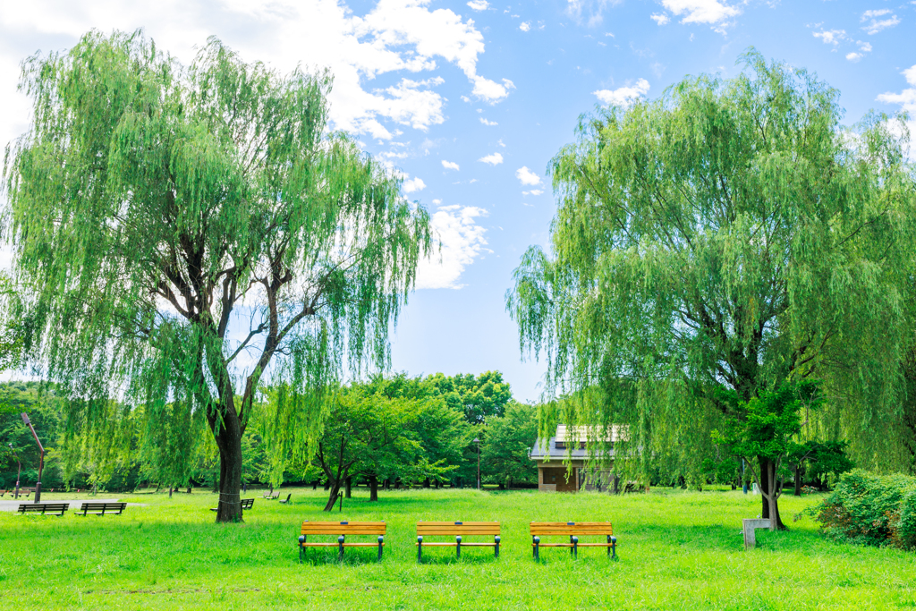 夏の公園