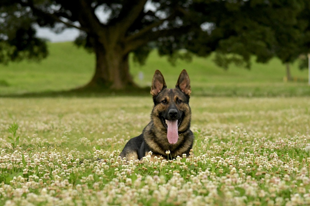 お花畑と犬