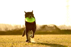 好きな人に呼ばれて駆け寄る犬