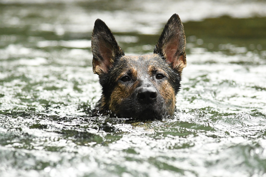 大きなお風呂につかる犬