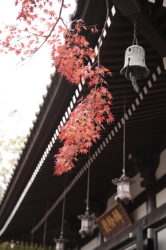 長谷寺の紅葉