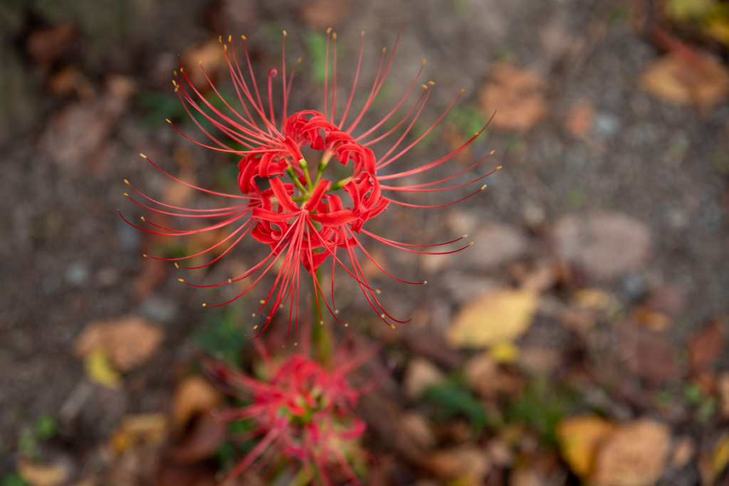 曼殊沙華