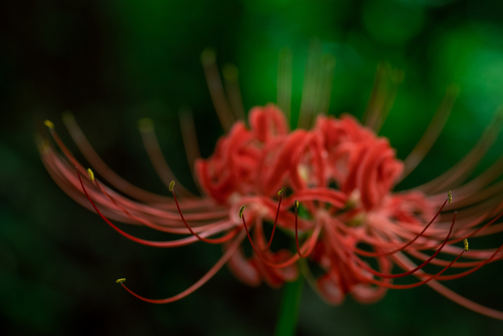 曼殊沙華　