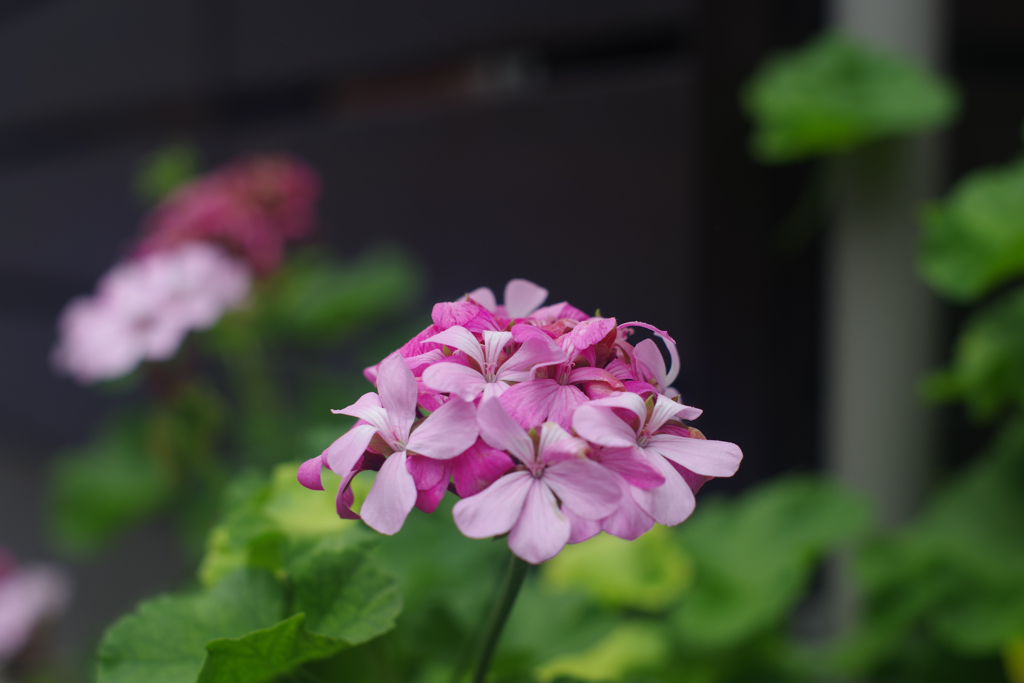 初めてのオールドレンズ