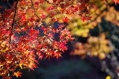 高野山の紅葉　