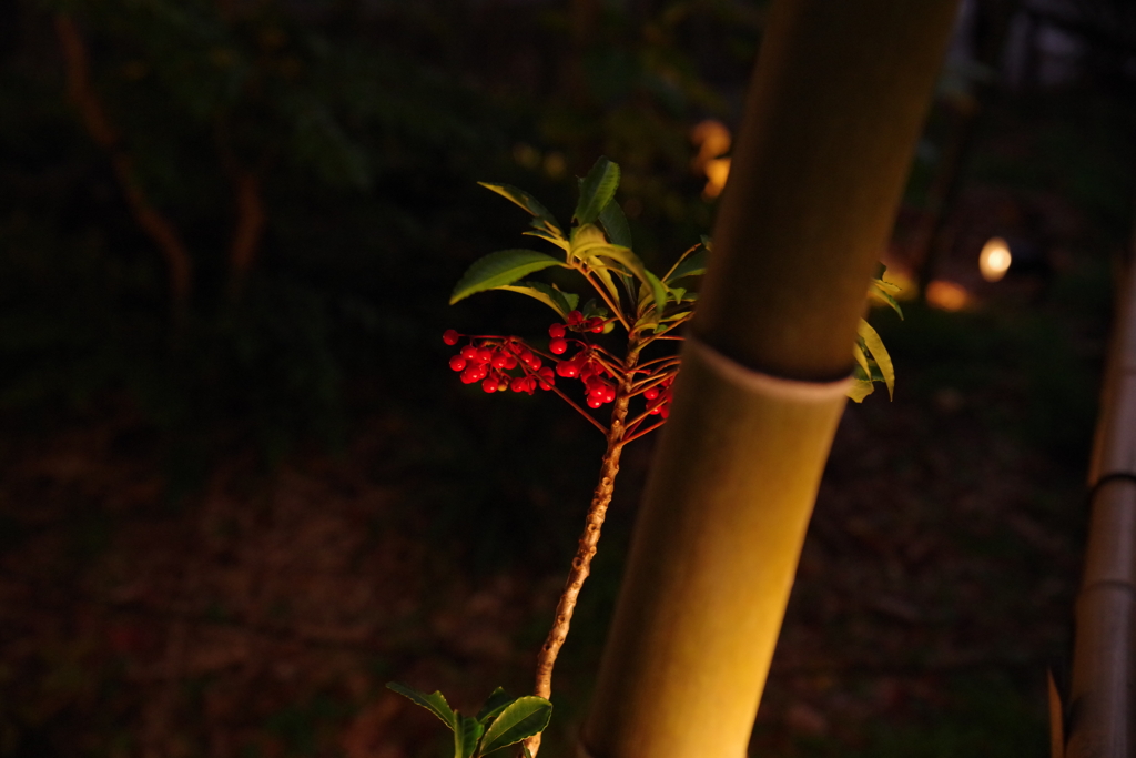 長谷寺の紅葉