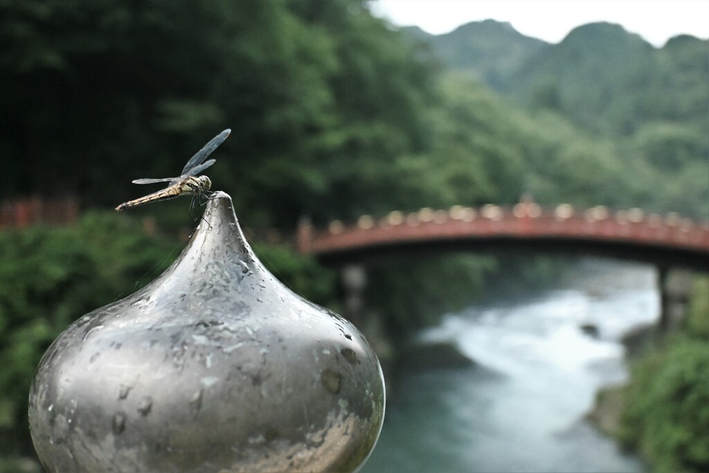 トンボと神橋