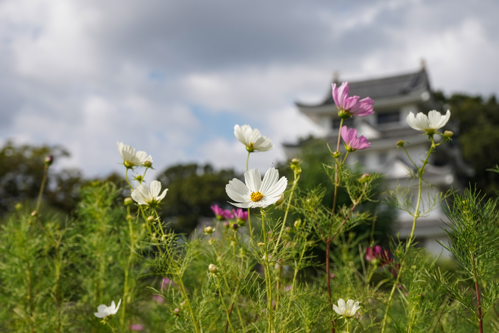 秋桜