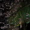 夜桜